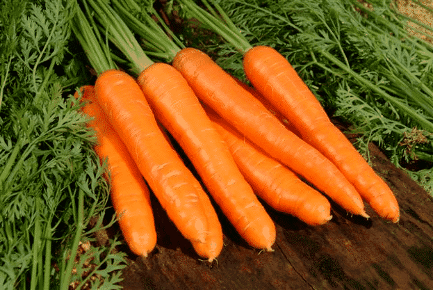 Las zanahorias son un remedio popular popular para el tratamiento de la potencia masculina. 