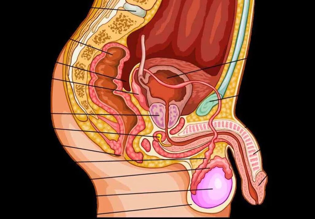 anatomía del pene masculino